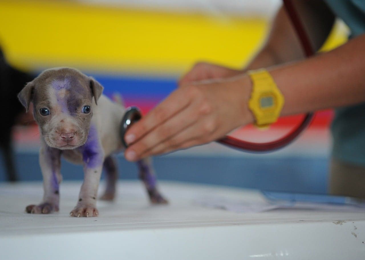 A puppy standing on a table being held steady by a pair of hands